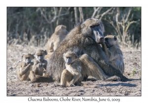 Chacma Baboons