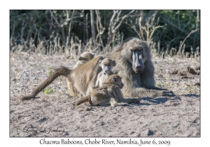 Chacma Baboons