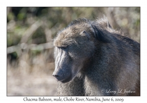 Chacma Baboon, male