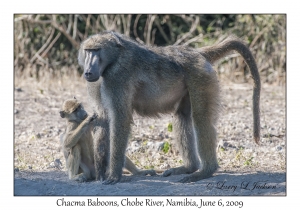 Chacma Baboon, male & juvenile