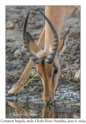 Common Impala, male