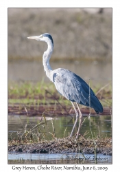 Grey Heron