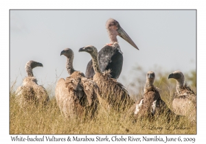 White-backed Vultures & Marabou Stork