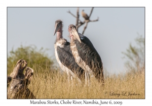 Marabou Storks