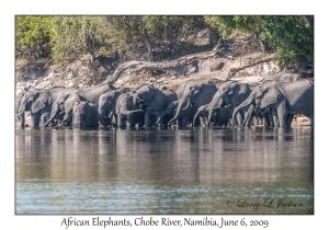 African Elephants