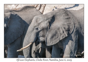 African Elephants