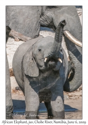 African Elephant, juvenile