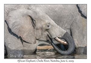 African Elephant