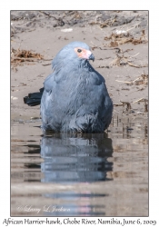 African Harrier-hawk