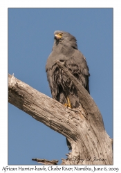 African Harrier-hawk