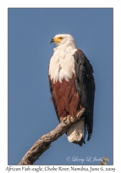 African Fish-eagle