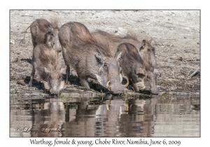 Warthogs, female & young