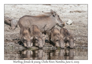 Warthogs, female & young