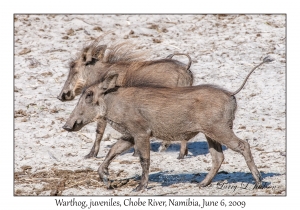 Warthog, juveniles