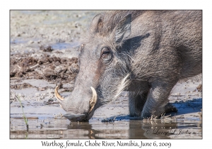 Warthog, female