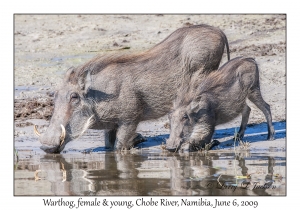 Warthogs, female & young