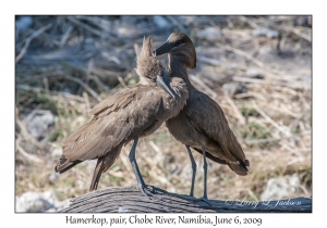 Hamerkop, pair