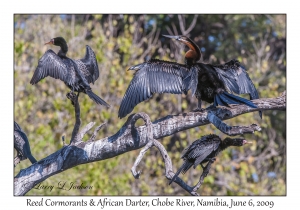 African Darter & Reed Cormorants