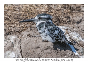 Pied Kingfisher, male