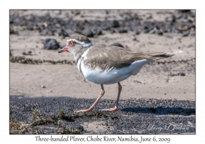 Three-banded Plover