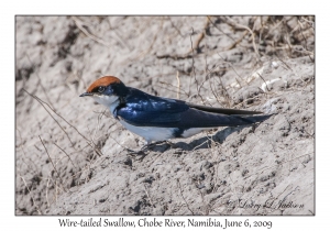 Wire-tailed Swallow