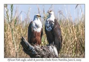 African Fish-eagle, adult & juvenile