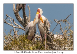 Yellow-billed Storks