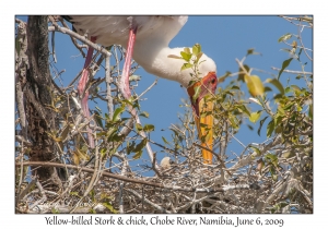 Yellow-billed Stork, adult & juvenile