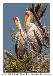 Yellow-billed Storks