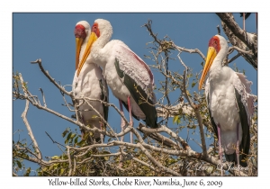 Yellow-billed Storks