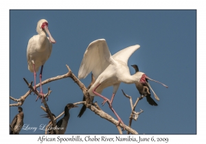 African Spoonbills
