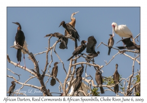 African Darters, Reed Cormorants & African Spoonbills
