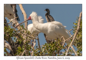 African Spoonbill