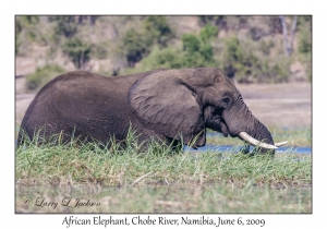 African Elephant