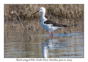 Black-winged Stilt