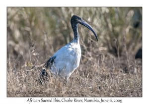 African Sacred Ibis