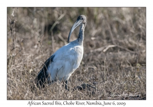 African Sacred Ibis