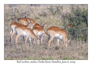 Red Lechwe, males