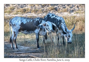 Sanga Cattle