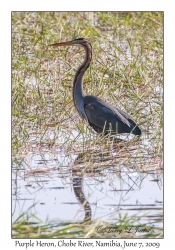 Purple Heron