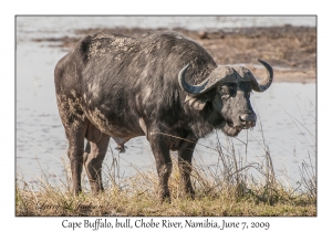 Cape Buffalo, bull