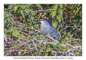 Green-backed Heron