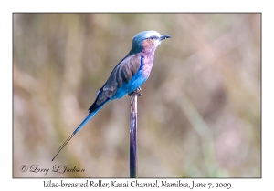 Lilac-breasted Roller