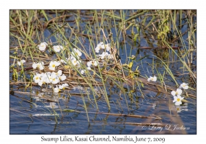Swamp Lilies