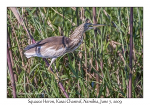 Squacco Heron