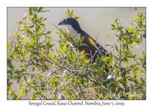 Senegal Coucal