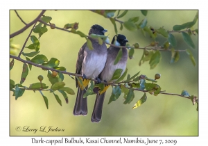 Dark-capped Bulbuls