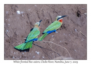 White-fronted Bee-eaters