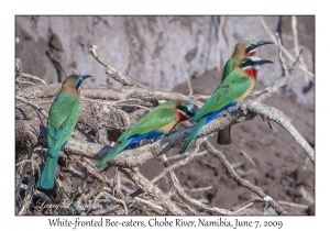 White-fronted Bee-eaters