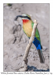 White-fronted Bee-eater